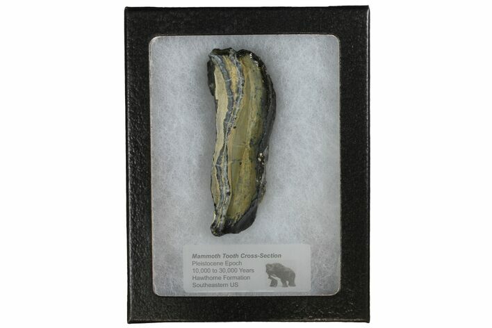 Mammoth Molar Slice With Case - South Carolina #144250
